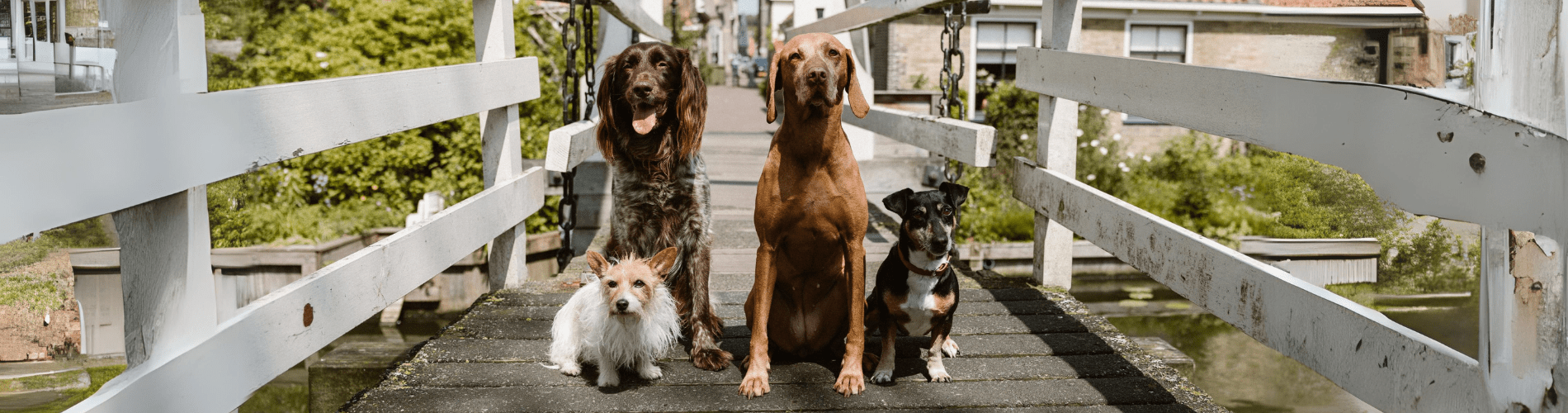 Welkom Dierenartspraktijk Edam Banner