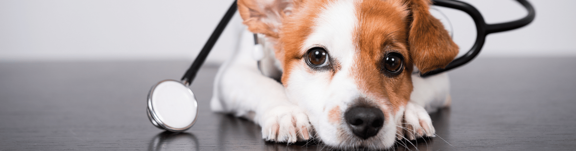 Dierenarts Edam banner contact