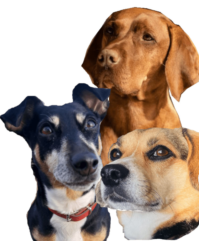 hondjes